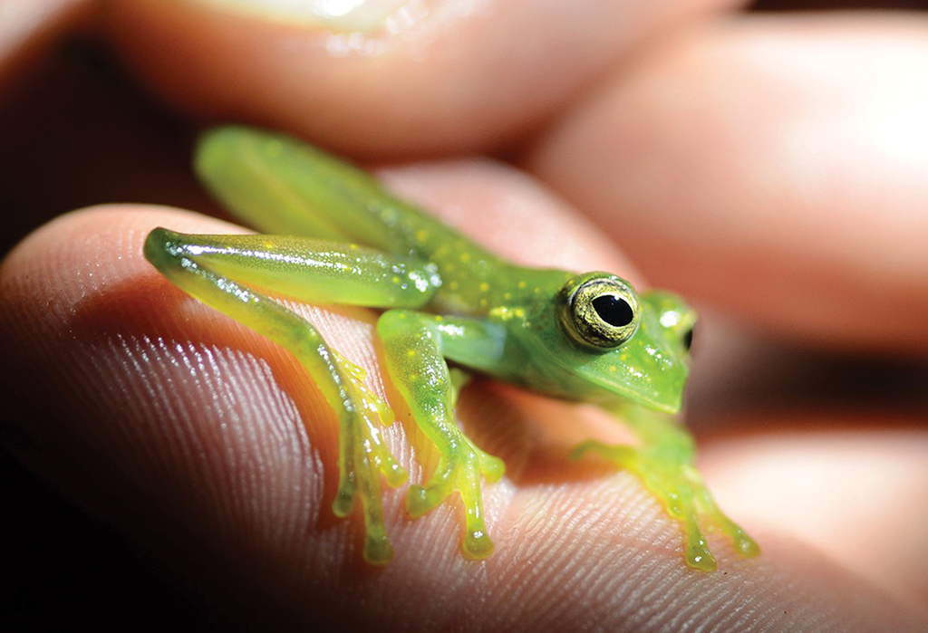 An upclose photograph of a green frog in a scientists hands.